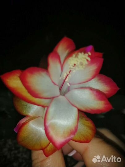 Декабрист шлюмбергера сортовые