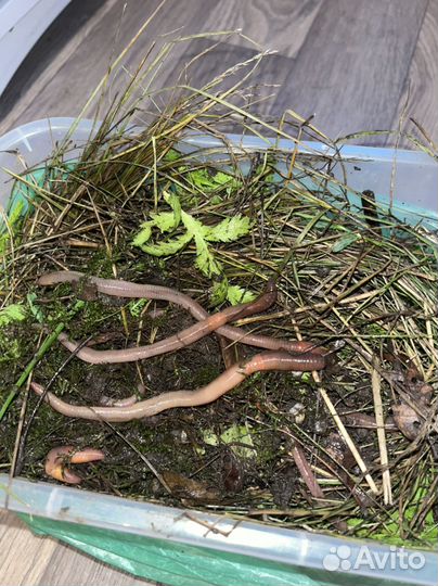 Черви выползки