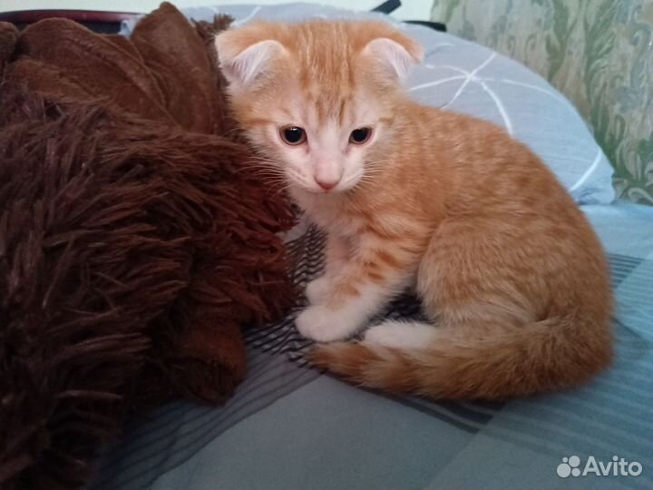 Продаю котят