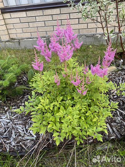 Астильба, бересклет