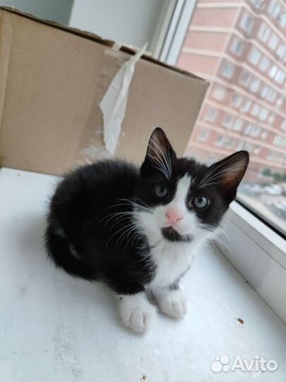 Британские котята