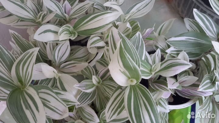 Традесканция