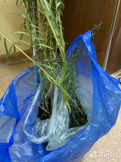 Рудбекия куст, Эстрагон (тархун), мята