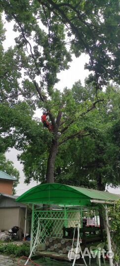 Спилить дерево