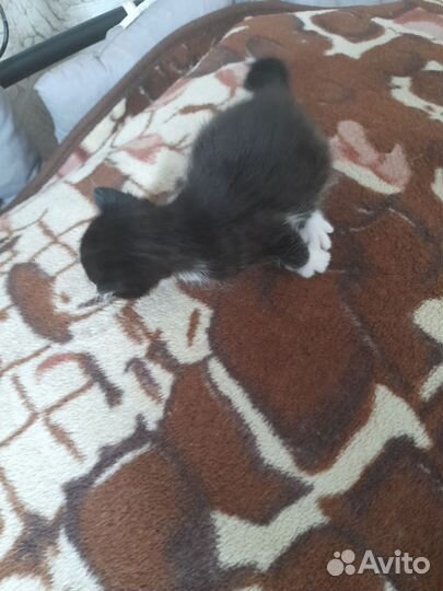 Курильский бобтейл