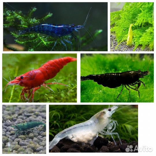 Аквариумные креветки в розницу,оптом,почтой по РФ