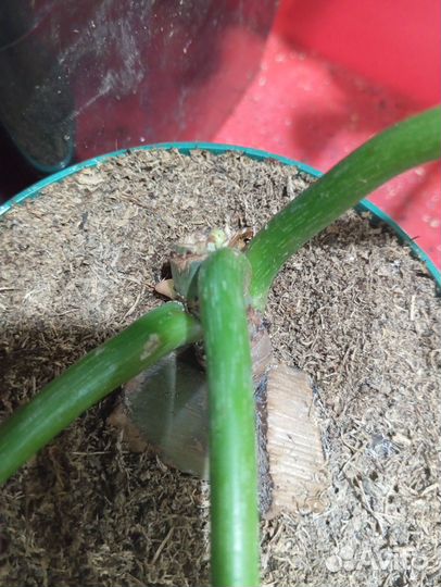 Филодендрон