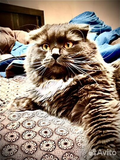 Вязка кота