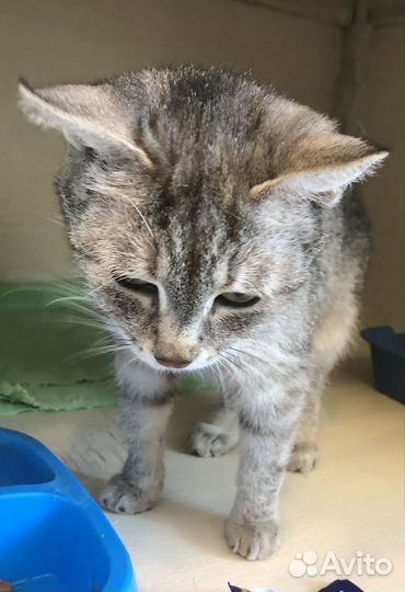 Кошечка ищет дом