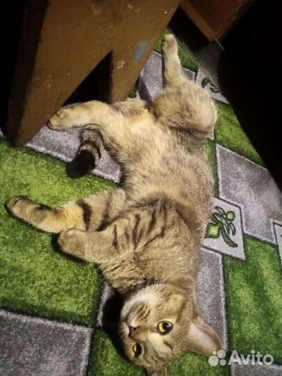 Европейская