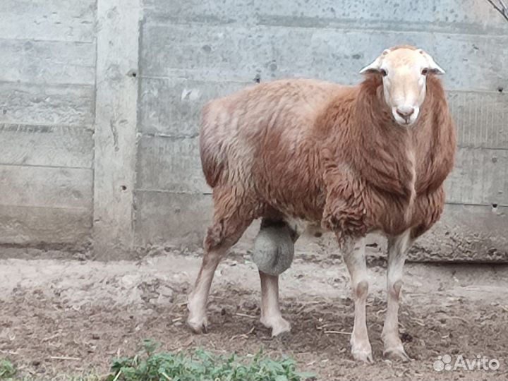 Эдильбаевский баран