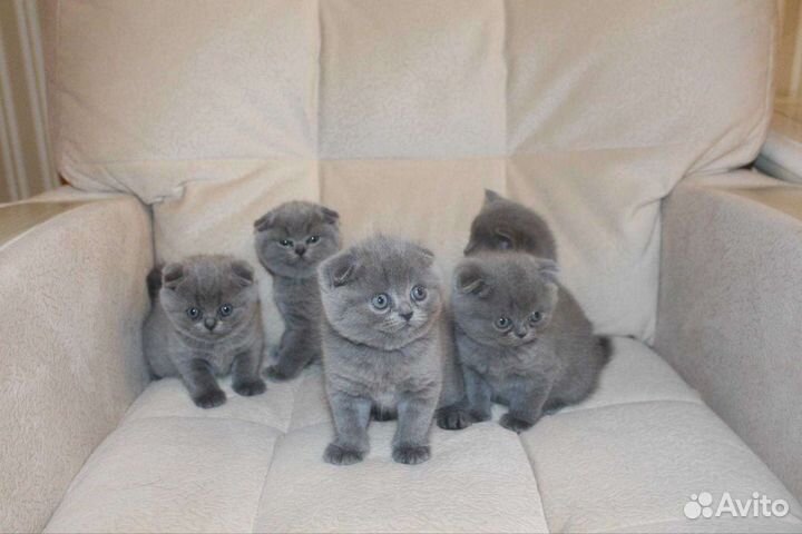 Вислоухие и прямоухие котята с документами