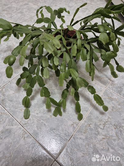 Декабрист 10 лет