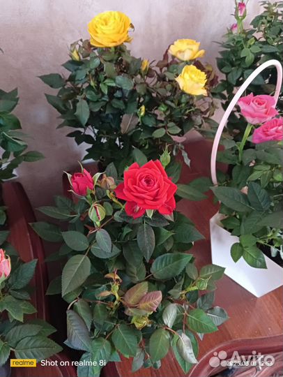 Роза комнатная кардана