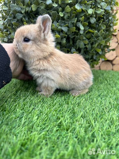 Карликовые декоративные крольчата из питомника