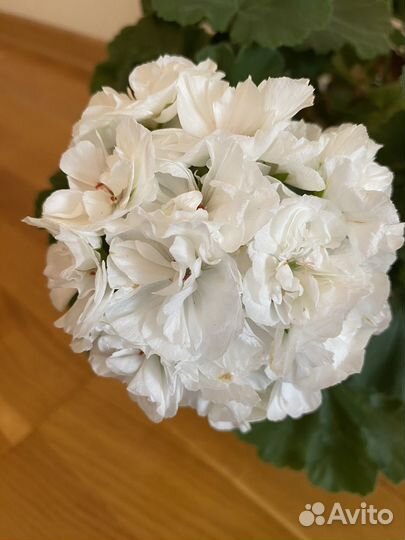 Сортовые пеларгонии, укорененные черенки