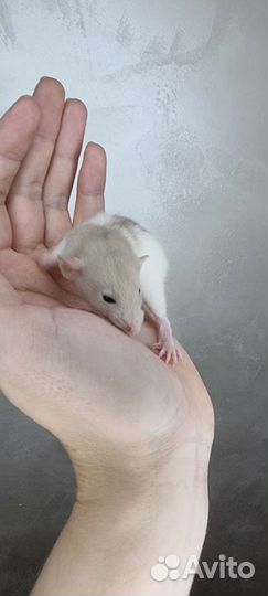 Крысята, крысы, крысы дамбо