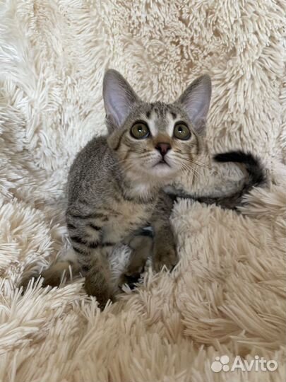 Отдам бесплатно в добрые руки