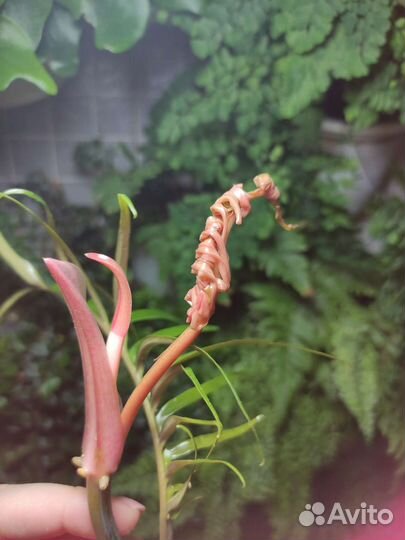 Филодендрон тортум