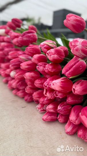 Тюльпаны розница