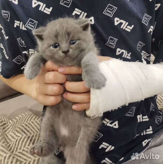 Шотландские котята