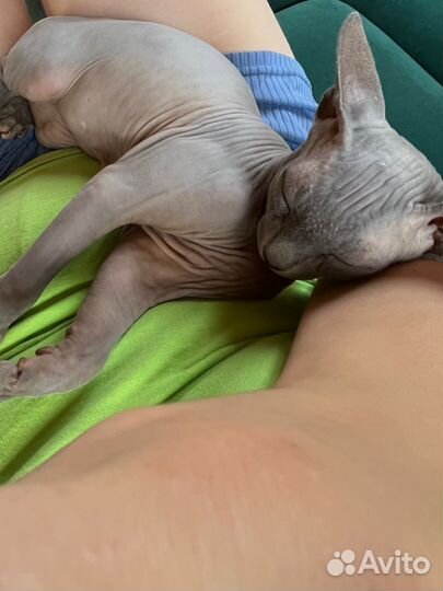 Канадский сфинкс