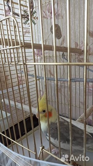 Попугай корелла с клеткой