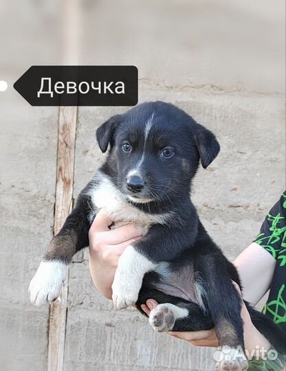 Собака в добрые руки отдам бесплатно