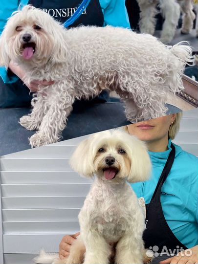 Груминг принимаю дома и выезжаю к вам