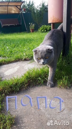 Британские котята