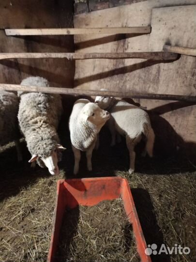 Овцы бараны ягнята