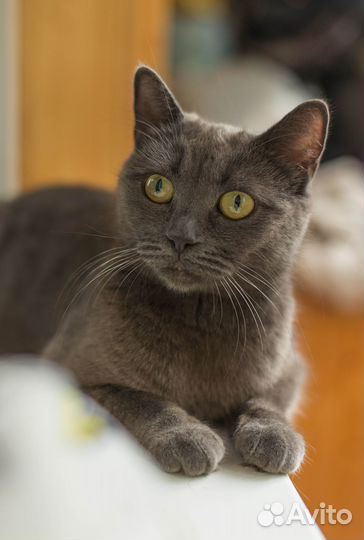 Отдам кошечку в добрые руки