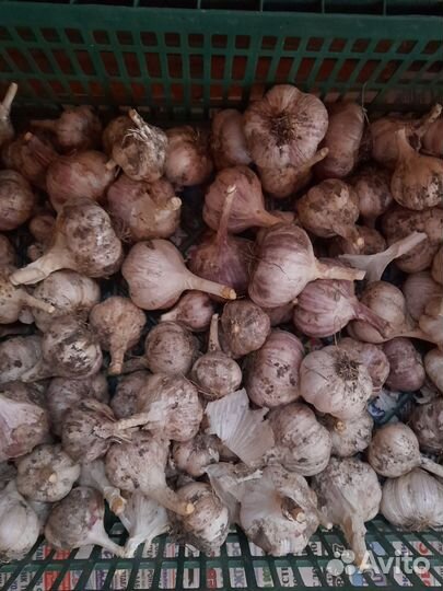 Чеснок на посадку