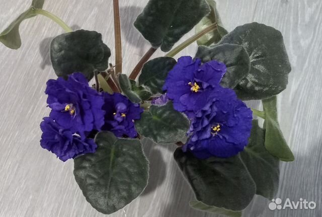 Фиалка шансон