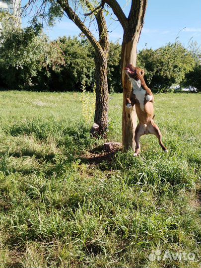 Собака питбуль