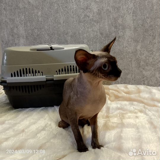 Канадский сфинкс