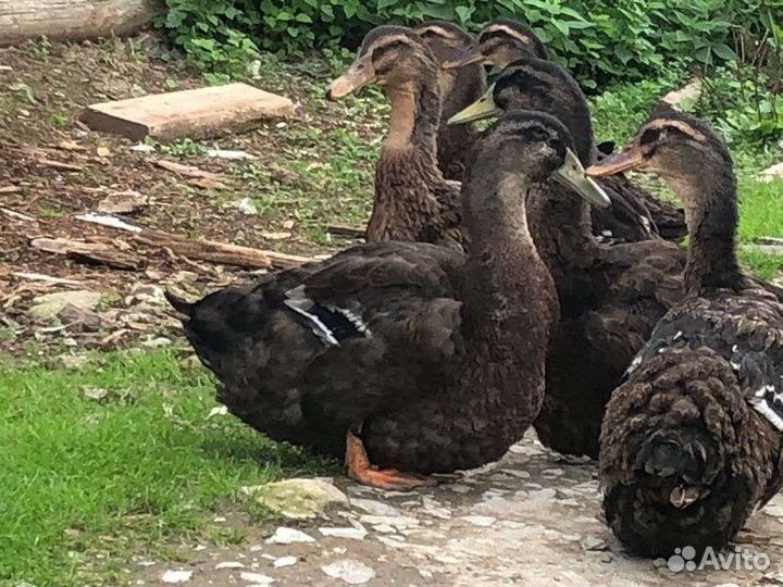 Руанскаяутка и инкубационное яйцо в Лобне