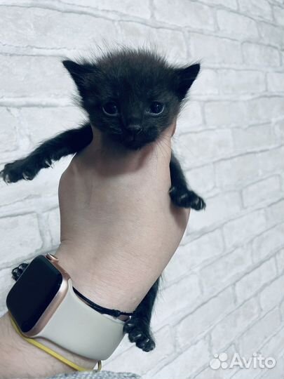 Кошка в дар