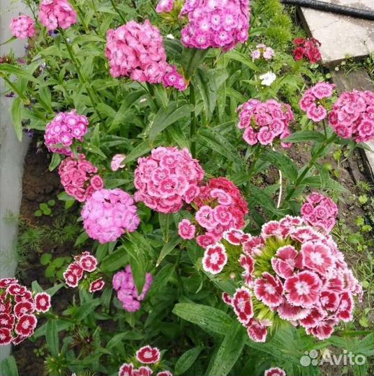 Турецкая гвоздика