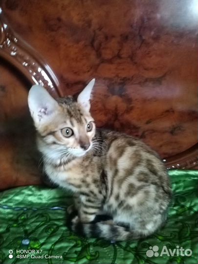 Бенгальские котята