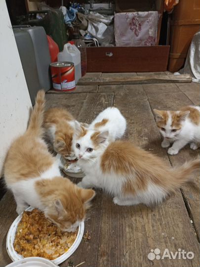 Котята в добрые руки. Возраст не больше 1,5 мес