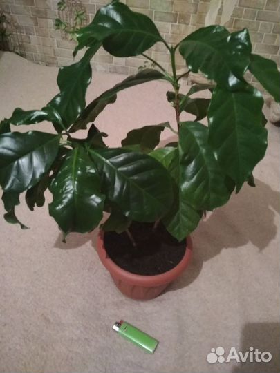 Кофе арабика