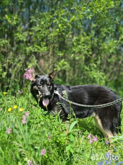Подрощенные девочки немецкой овчарки
