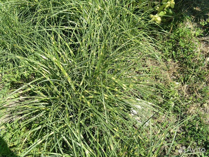 Крупномер Мискантус Литтл Зебрина