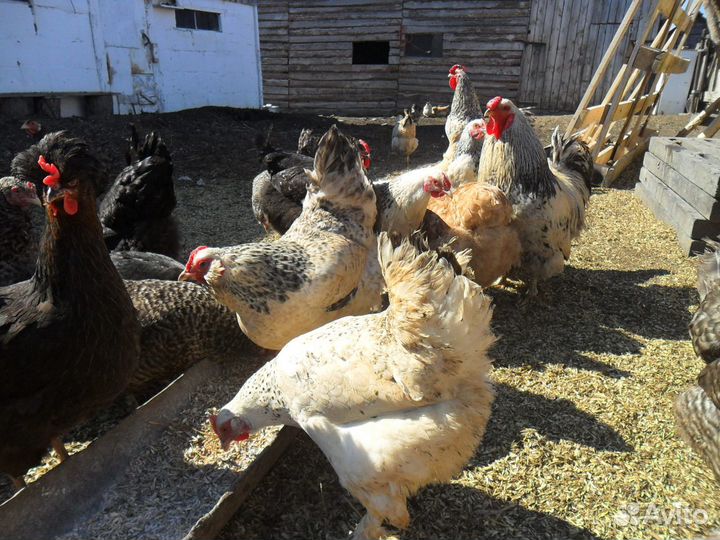 Инкубационное яйцо