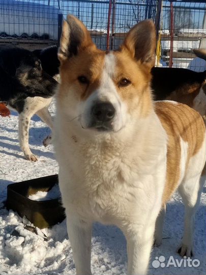 Собака Тунгус