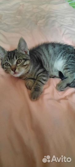 Котята бесплатно