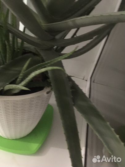 Алоэ лечебный листья возраст 7 лет