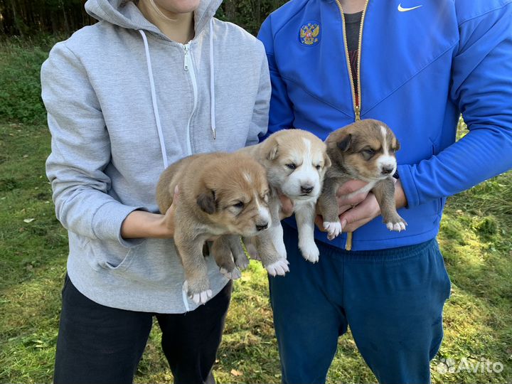 Щенки западно сибирской лайки
