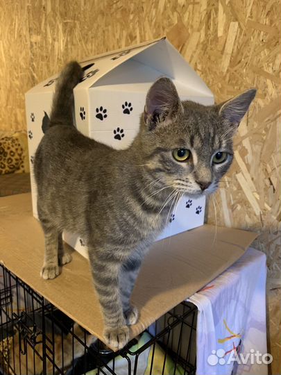 Котик подросток голубого окраса